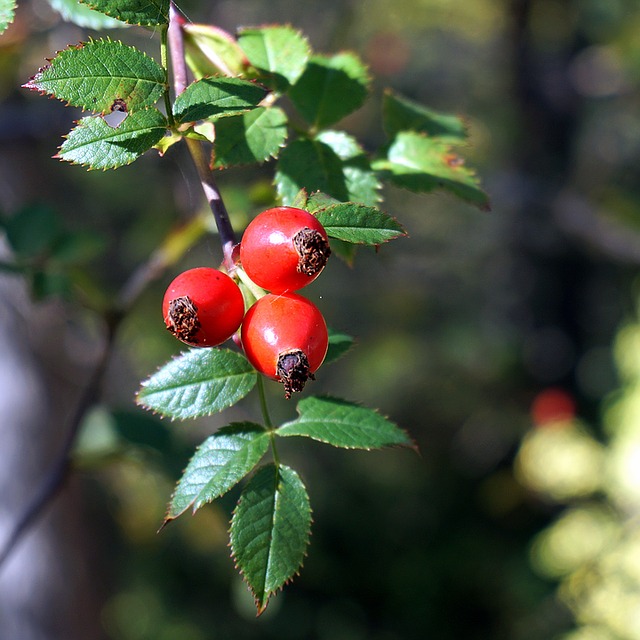 How Rosehip Oil Can Visibly Reduce Scarring