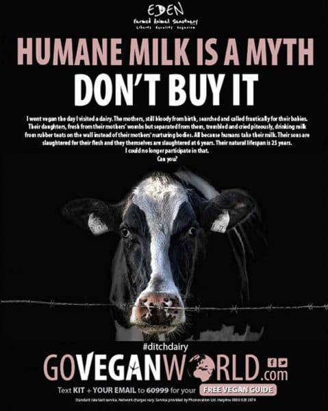 Why ‘Humane Milk’ Is A Myth And More Healthy Reasons To Ditch Dairy