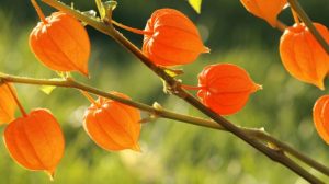 3 Unbelievable Ways That Ashwagandha Can Benefit Your Health | www.naturallyhealthynews.com