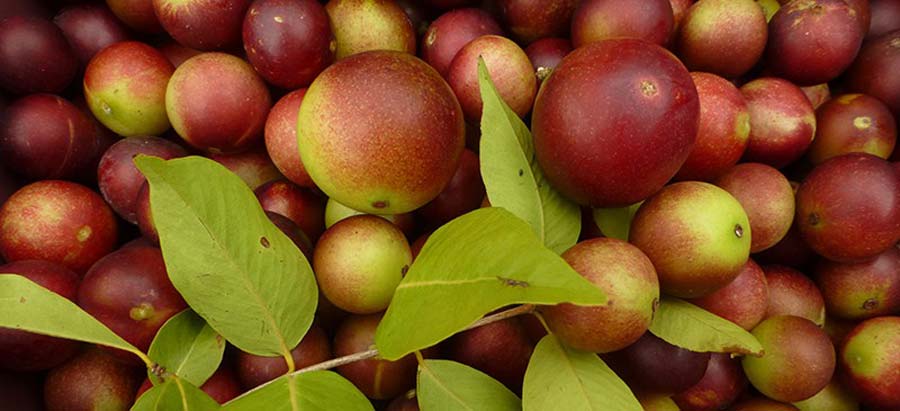 What is Camu Camu? And Why You Should Try This Superfruit For Good Health