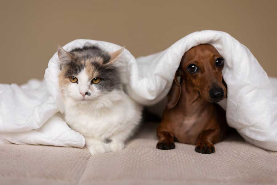 WEEK 34 (2023) – Animals in Your Life
