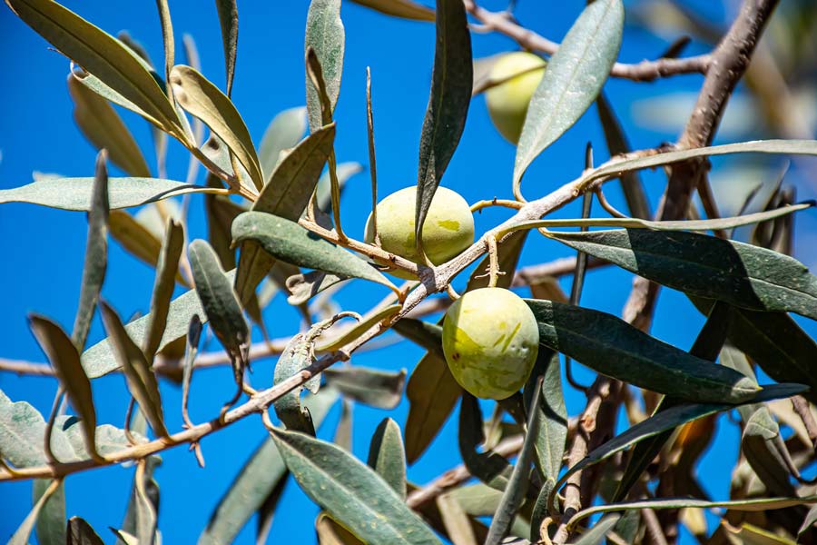 Olive Leaf Extract: What the Research Shows About Its Benefits
