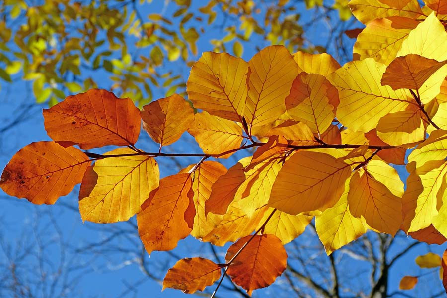 Embracing Autumn: Lessons to take from Summer