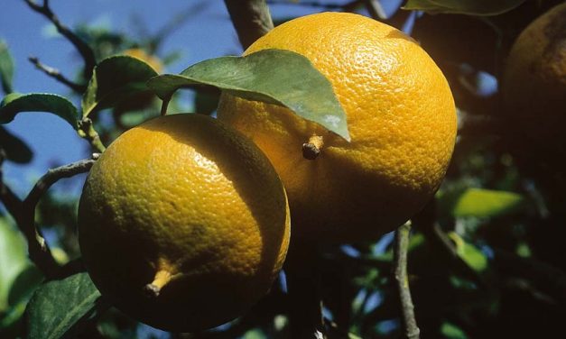 Bergamot Extract: A Deep Dive into the Calabrian Superfruit