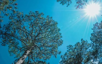 Vitamin D3 in Summer: Are You Getting Enough?