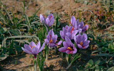 Can Saffron Improve Sleep by Supporting Gut Health?