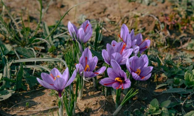 Can Saffron Improve Sleep by Supporting Gut Health?