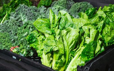Foods for Eye Health: A Diet Guide to Support Vision
