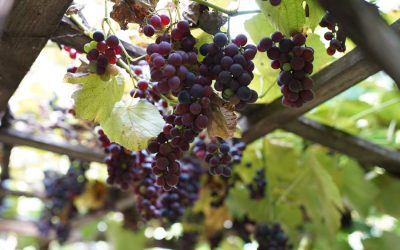 Resveratrol: Why Is It Suddenly So Popular?